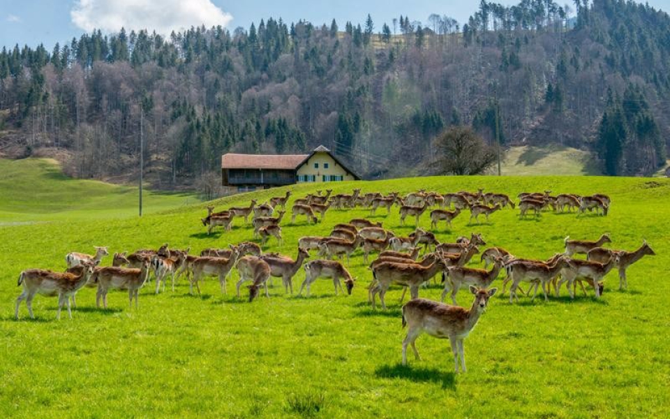 800x600_entlebuch1