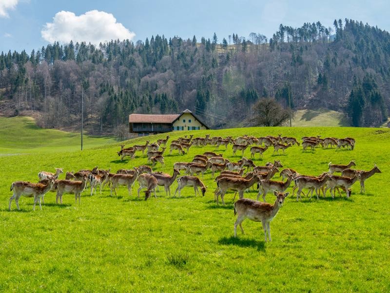 800x600_entlebuch1